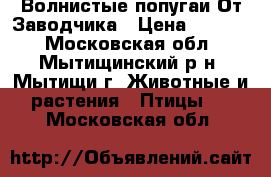 Волнистые попугаи-От Заводчика › Цена ­ 2 500 - Московская обл., Мытищинский р-н, Мытищи г. Животные и растения » Птицы   . Московская обл.